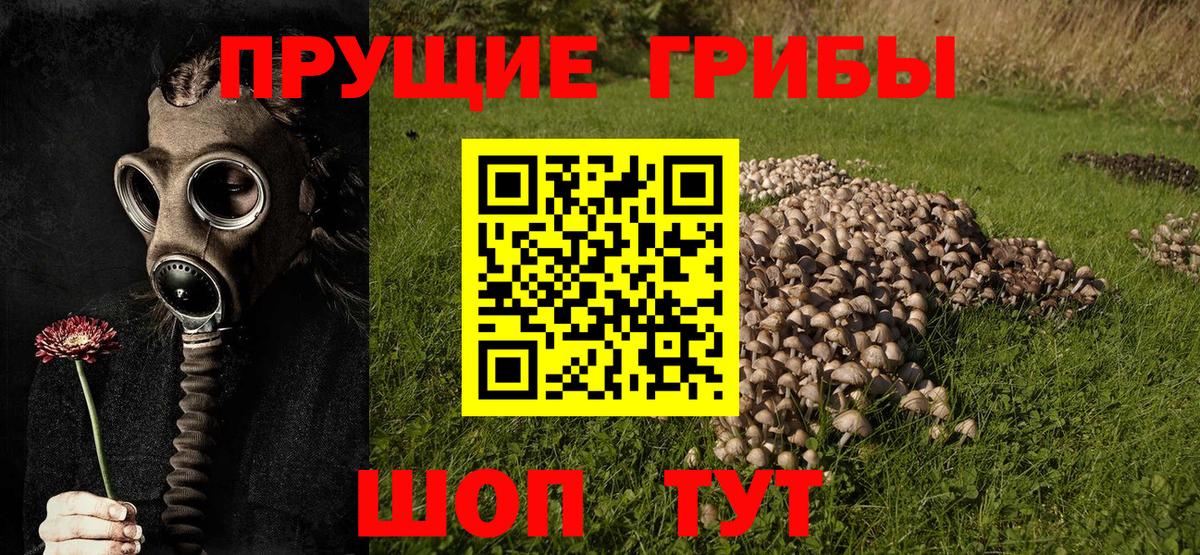 Галлюциногенные грибы Cubensis  Вход с VPN  Губкинский 
